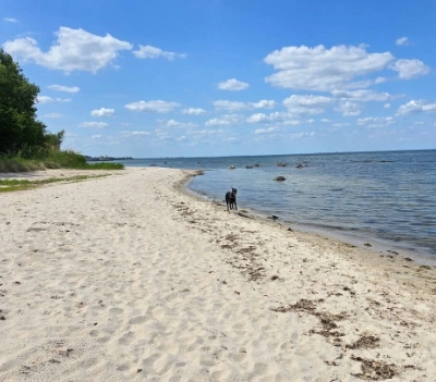 Ostsee Strand mit Hund Bild vom Hundestrand an der Ostsee