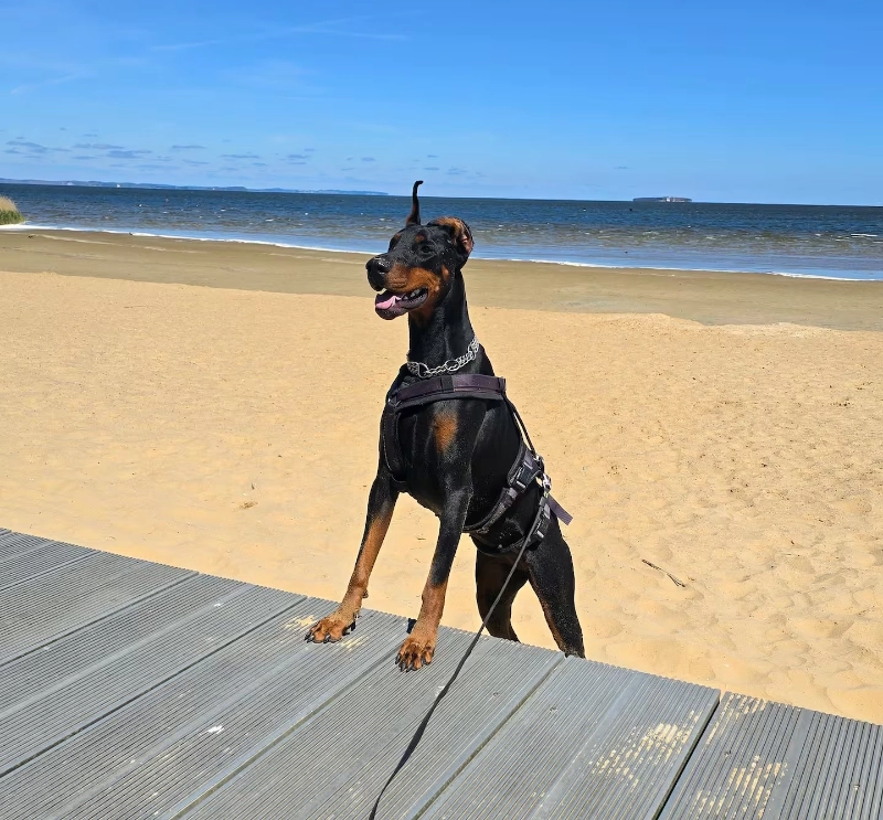 Bild vom Hundestrand mit Dobermann